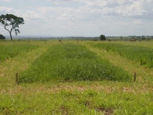 Em sistemas intensivos, acompanhamento da fertilidade deve ser mais frequente