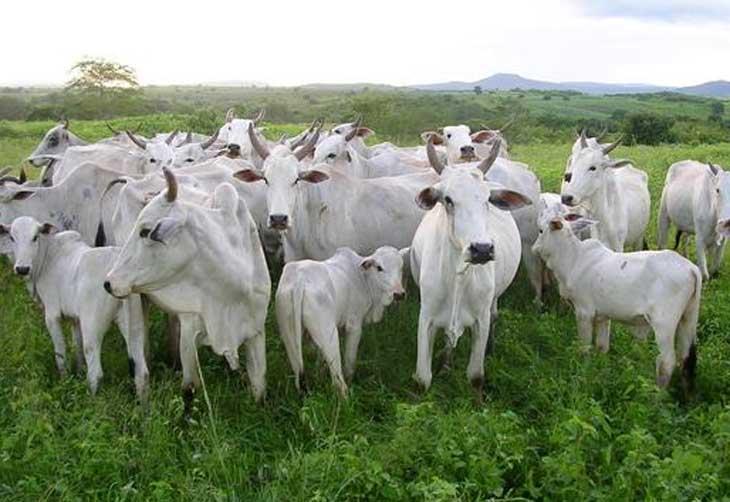 MT possui o maior rebanho bovino do país pelo sexto ano